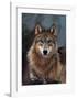 Woodland Pride, Montana-Art Wolfe-Framed Giclee Print