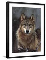 Woodland Pride, Montana-Art Wolfe-Framed Art Print