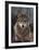 Woodland Pride, Montana-Art Wolfe-Framed Art Print