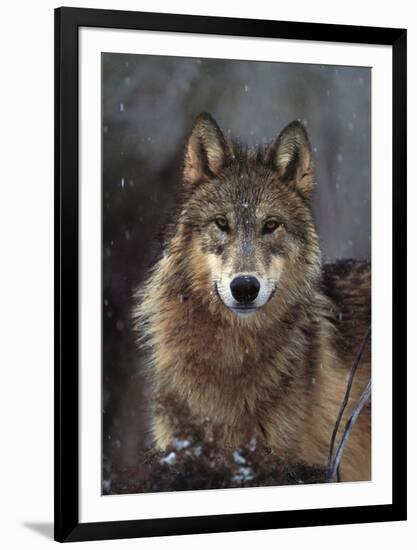 Woodland Pride, Montana-Art Wolfe-Framed Art Print