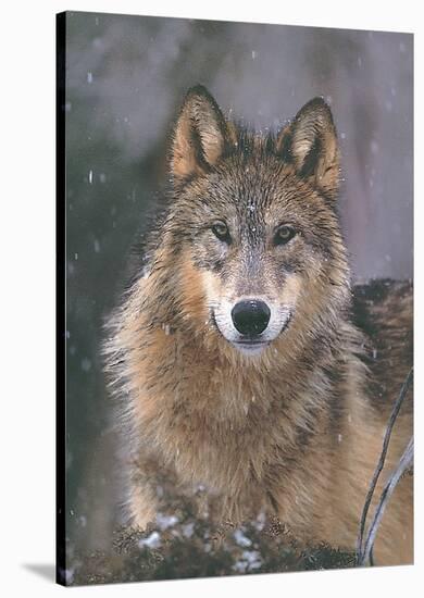 Woodland Pride, Montana-Art Wolfe-Stretched Canvas