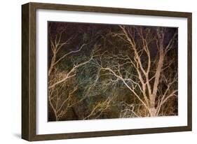 Woodland Reach-Doug Chinnery-Framed Giclee Print