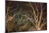 Woodland Reach-Doug Chinnery-Mounted Giclee Print