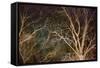 Woodland Reach-Doug Chinnery-Framed Stretched Canvas