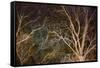 Woodland Reach-Doug Chinnery-Framed Stretched Canvas