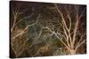 Woodland Reach-Doug Chinnery-Stretched Canvas