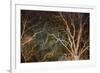 Woodland Reach-Doug Chinnery-Framed Giclee Print