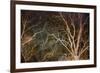 Woodland Reach-Doug Chinnery-Framed Giclee Print