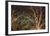 Woodland Reach-Doug Chinnery-Framed Giclee Print