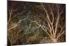 Woodland Reach-Doug Chinnery-Mounted Giclee Print