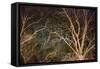 Woodland Reach-Doug Chinnery-Framed Stretched Canvas