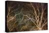 Woodland Reach-Doug Chinnery-Stretched Canvas