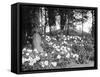 Woodland Rhododendrons-null-Framed Stretched Canvas