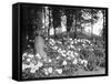 Woodland Rhododendrons-null-Framed Stretched Canvas