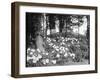 Woodland Rhododendrons-null-Framed Photographic Print