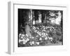 Woodland Rhododendrons-null-Framed Photographic Print