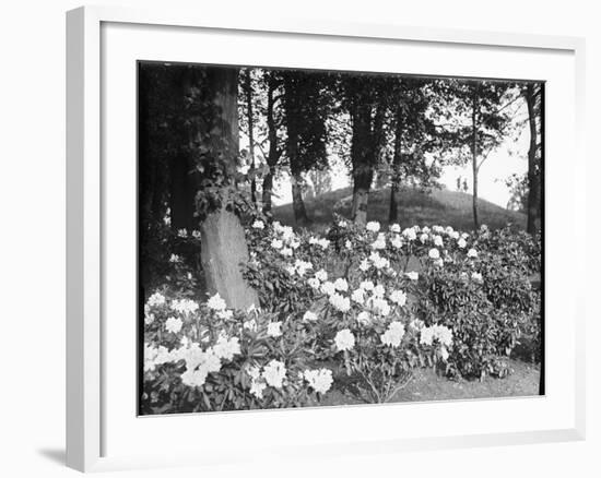 Woodland Rhododendrons-null-Framed Photographic Print
