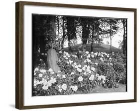 Woodland Rhododendrons-null-Framed Photographic Print