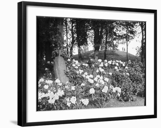 Woodland Rhododendrons-null-Framed Photographic Print