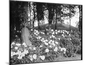 Woodland Rhododendrons-null-Mounted Photographic Print