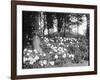 Woodland Rhododendrons-null-Framed Photographic Print