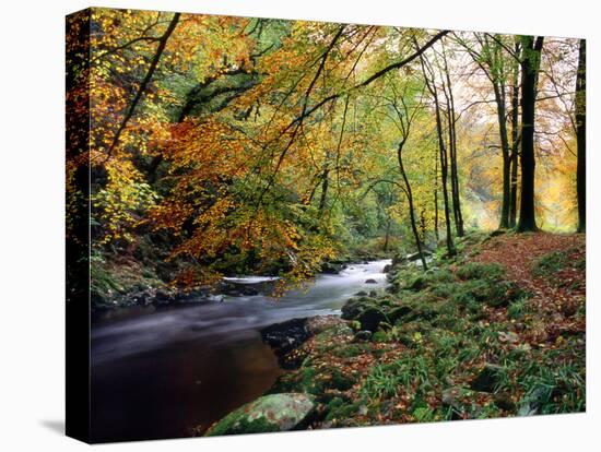 Woodland River-Dr. Keith Wheeler-Stretched Canvas