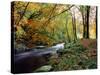 Woodland River-Dr. Keith Wheeler-Stretched Canvas