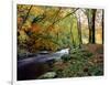 Woodland River-Dr. Keith Wheeler-Framed Photographic Print