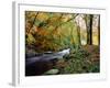 Woodland River-Dr. Keith Wheeler-Framed Photographic Print