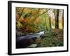 Woodland River-Dr. Keith Wheeler-Framed Photographic Print