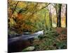 Woodland River-Dr. Keith Wheeler-Mounted Photographic Print