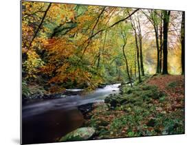 Woodland River-Dr. Keith Wheeler-Mounted Photographic Print