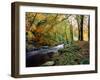 Woodland River-Dr. Keith Wheeler-Framed Photographic Print