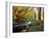 Woodland River-Dr. Keith Wheeler-Framed Photographic Print