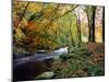 Woodland River-Dr. Keith Wheeler-Mounted Photographic Print