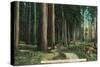 Woodland Scene - Eugene, OR-Lantern Press-Stretched Canvas