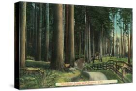 Woodland Scene - Eugene, OR-Lantern Press-Stretched Canvas