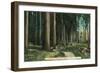 Woodland Scene - Eugene, OR-Lantern Press-Framed Art Print