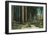 Woodland Scene - Eugene, OR-Lantern Press-Framed Art Print