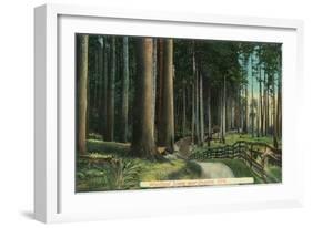 Woodland Scene - Eugene, OR-Lantern Press-Framed Art Print