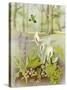 Woodland Scene with Green Woodpecker-Malcolm Greensmith-Stretched Canvas