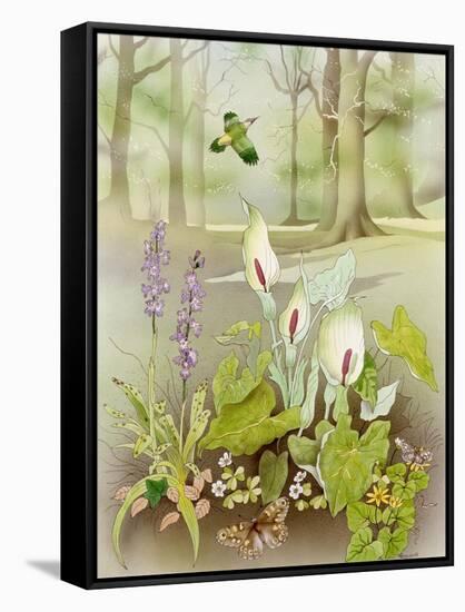 Woodland Scene with Green Woodpecker-Malcolm Greensmith-Framed Stretched Canvas