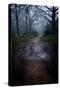 Woodland Scenery in England-David Baker-Stretched Canvas
