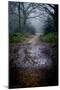 Woodland Scenery in England-David Baker-Mounted Photographic Print