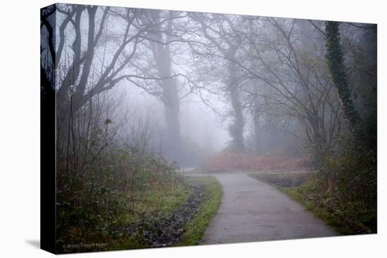 Woodland Scenery in England-David Baker-Stretched Canvas