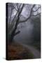 Woodland Scenery in England-David Baker-Stretched Canvas