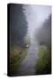 Woodland Scenery in England-David Baker-Stretched Canvas