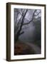 Woodland Scenery in England-David Baker-Framed Photographic Print