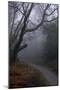 Woodland Scenery in England-David Baker-Mounted Photographic Print