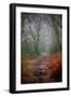 Woodland Scenery in England-David Baker-Framed Photographic Print